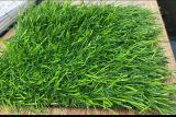 Искусственная трава ширина 4м Высокий ворс 35мм