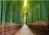 3D Фотообои "Бамбуковый лес" на флиз.осн. (200см*270см) (Песок) Р