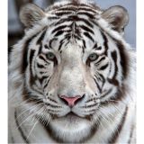 Фотообои на флиз.осн. 31-0006-NB Белый тигр "DECOCODE" (3*2,8м) 