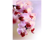Фотообои на флиз.осн. 21-0007-FR (2м*2,8м) Ветка орхидеи "DECOCODE" 