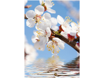 Фотообои на флиз.осн. 31-0017-FL (3м*3м) Белые цветы "DECOCODE" 