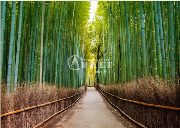 3D Фотообои "Бамбуковый лес" на флиз.осн. (200см*270см) (Песок) Р